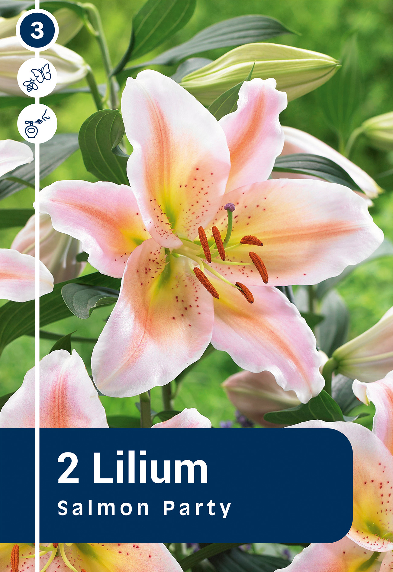 Lilija Salmon Party 2 gab