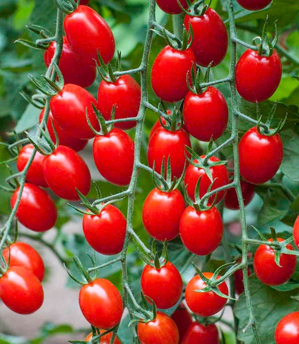 Tomāts Sugar Gloss F1 5s