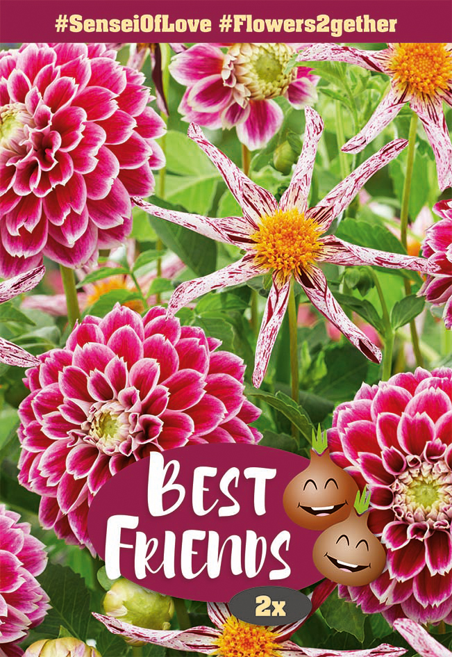 Dāliju maisījums Sensei of Love 2 gab