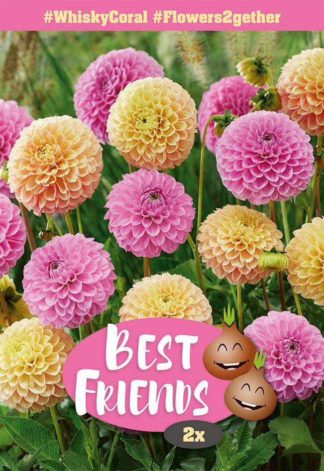 Dāliju maisījums Whisky Coral 2 gab