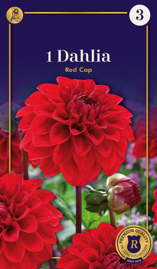 Dālija Red Cap 1 gab