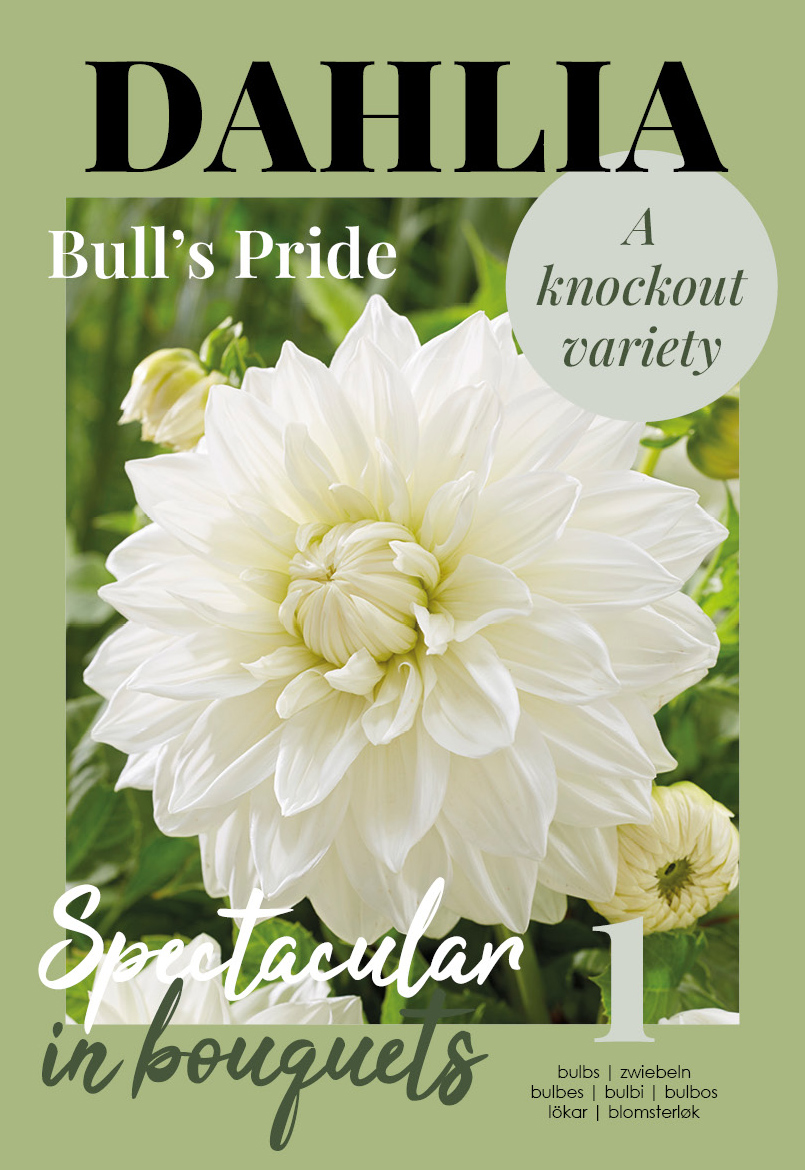 Dālija Bull`s Pride 1 gab