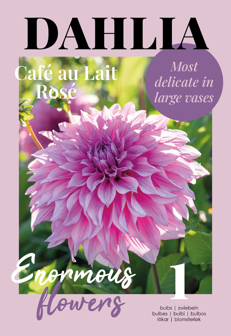 Dālija Cafe au Lait Rose 1 gab