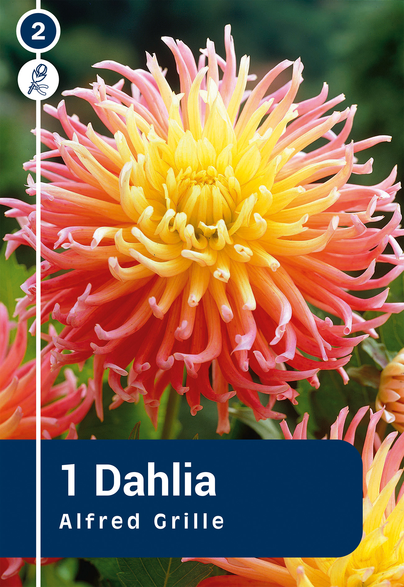 Dālija Alfred Grille 1 gab