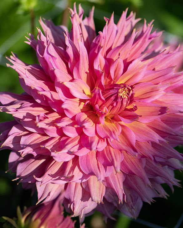 Dālija  Omega 1 gab