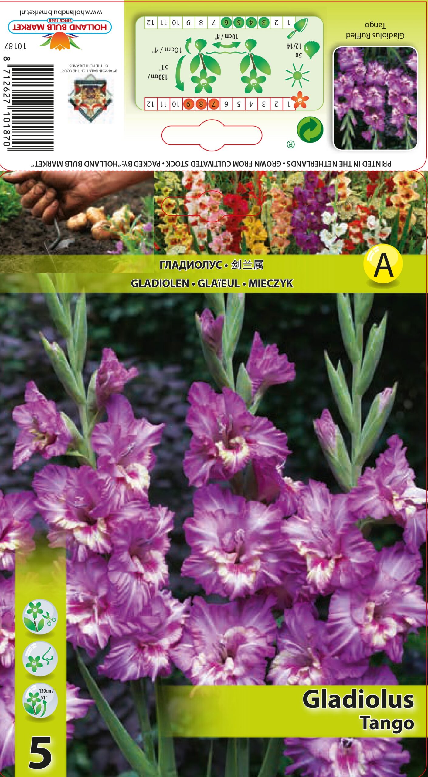 Gladiola Tango 5 gab