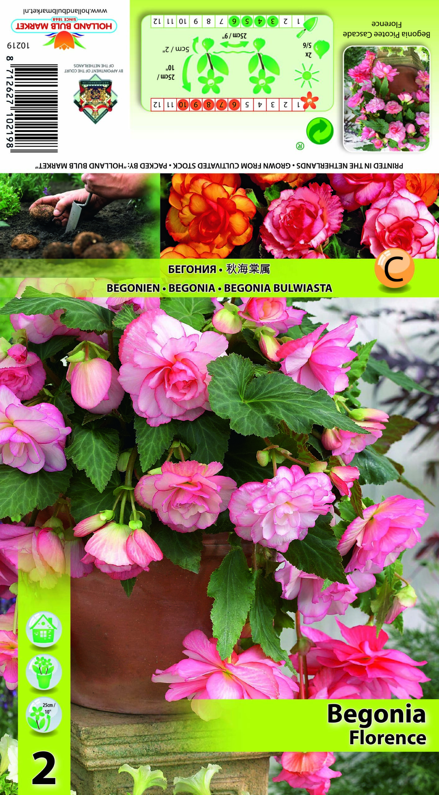 Begonija Picotee Cascade Florence 2 gab