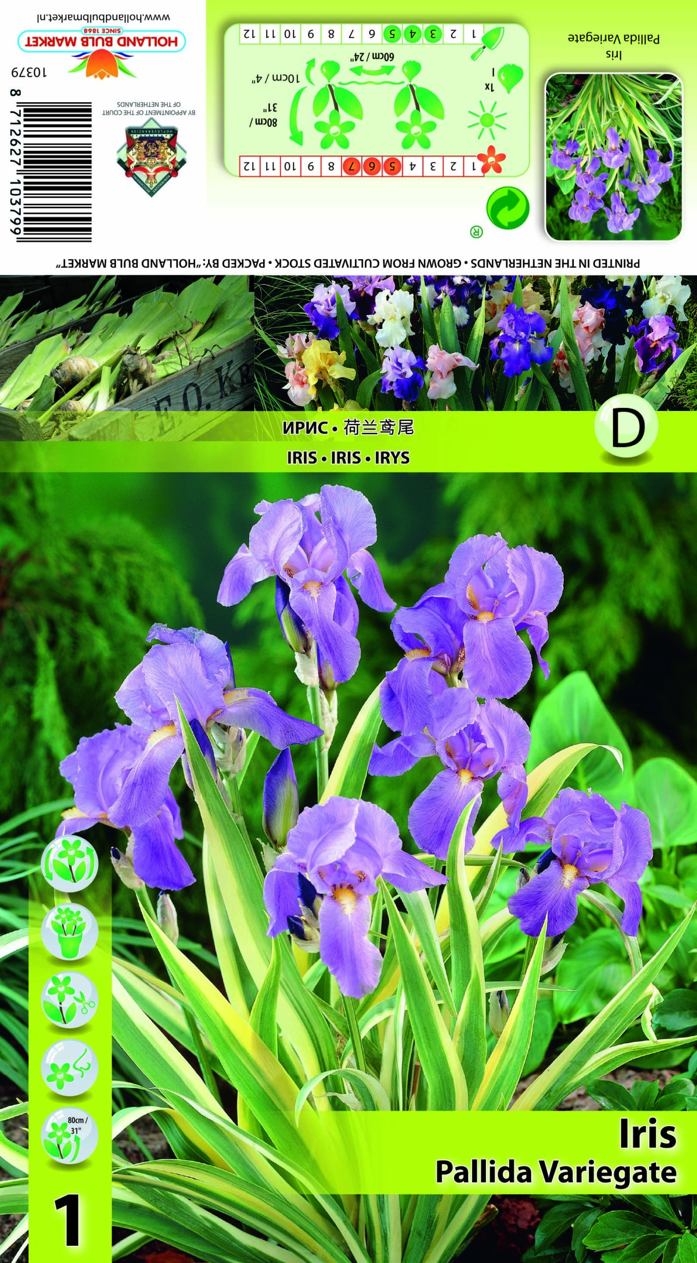 Īriss Variegated 1 gab