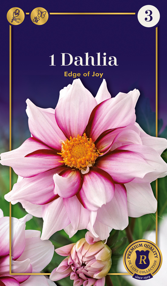 Dālija Edge of Joy 1 gab