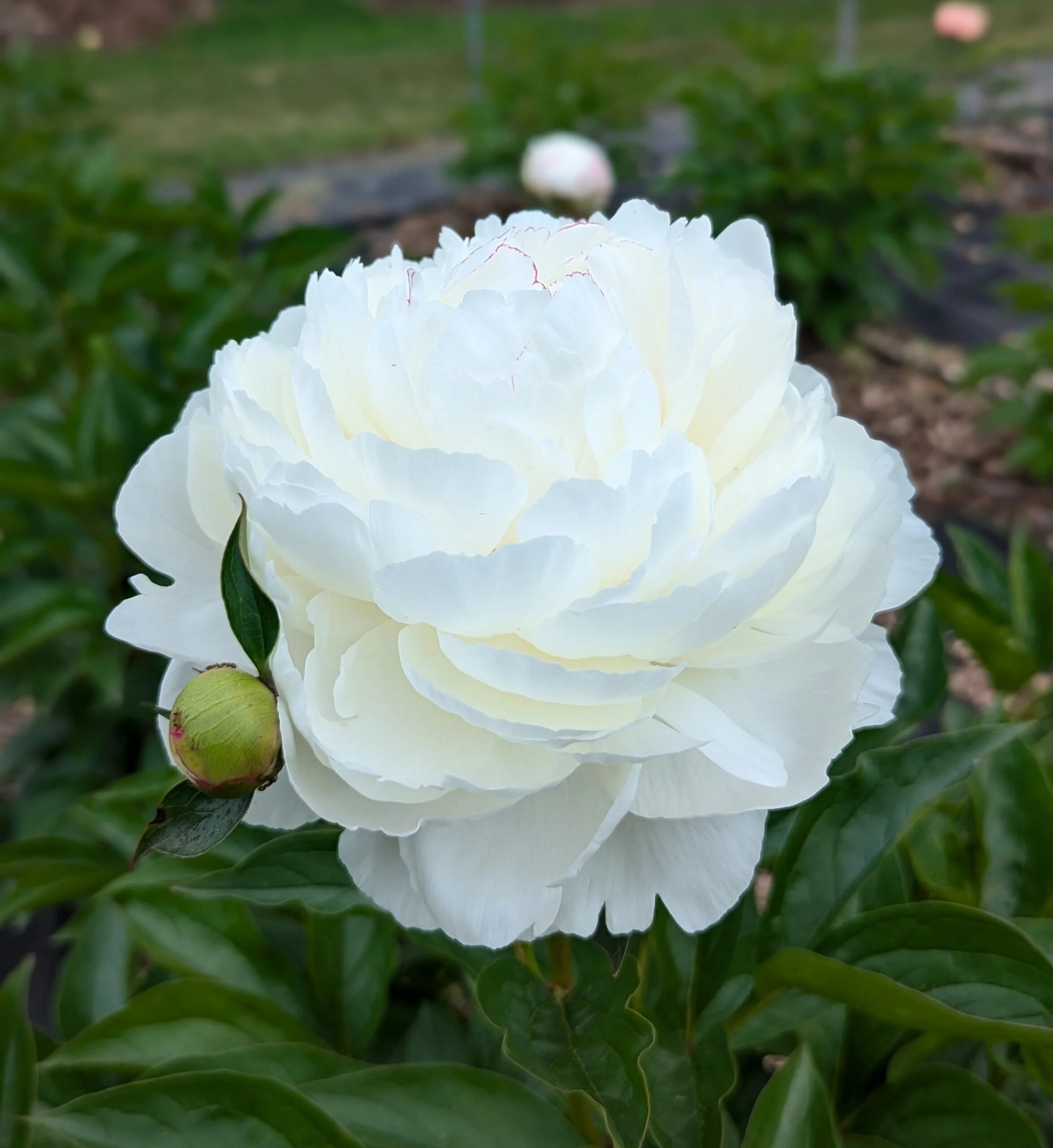 Peonija Elsa Sass kailsaknis 1 gab