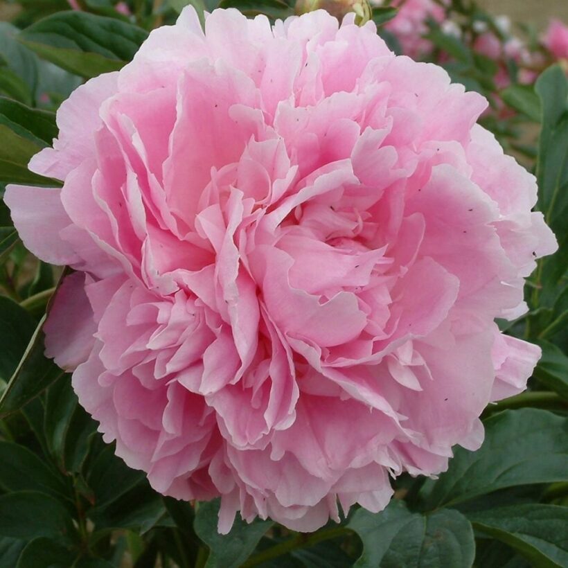 Peonija Dinner Plate kailsaknis 1 gab