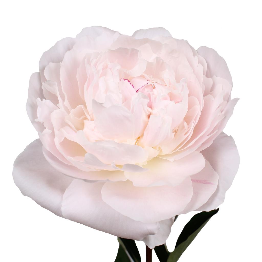 Peonija Odile kailsaknis 1 gab