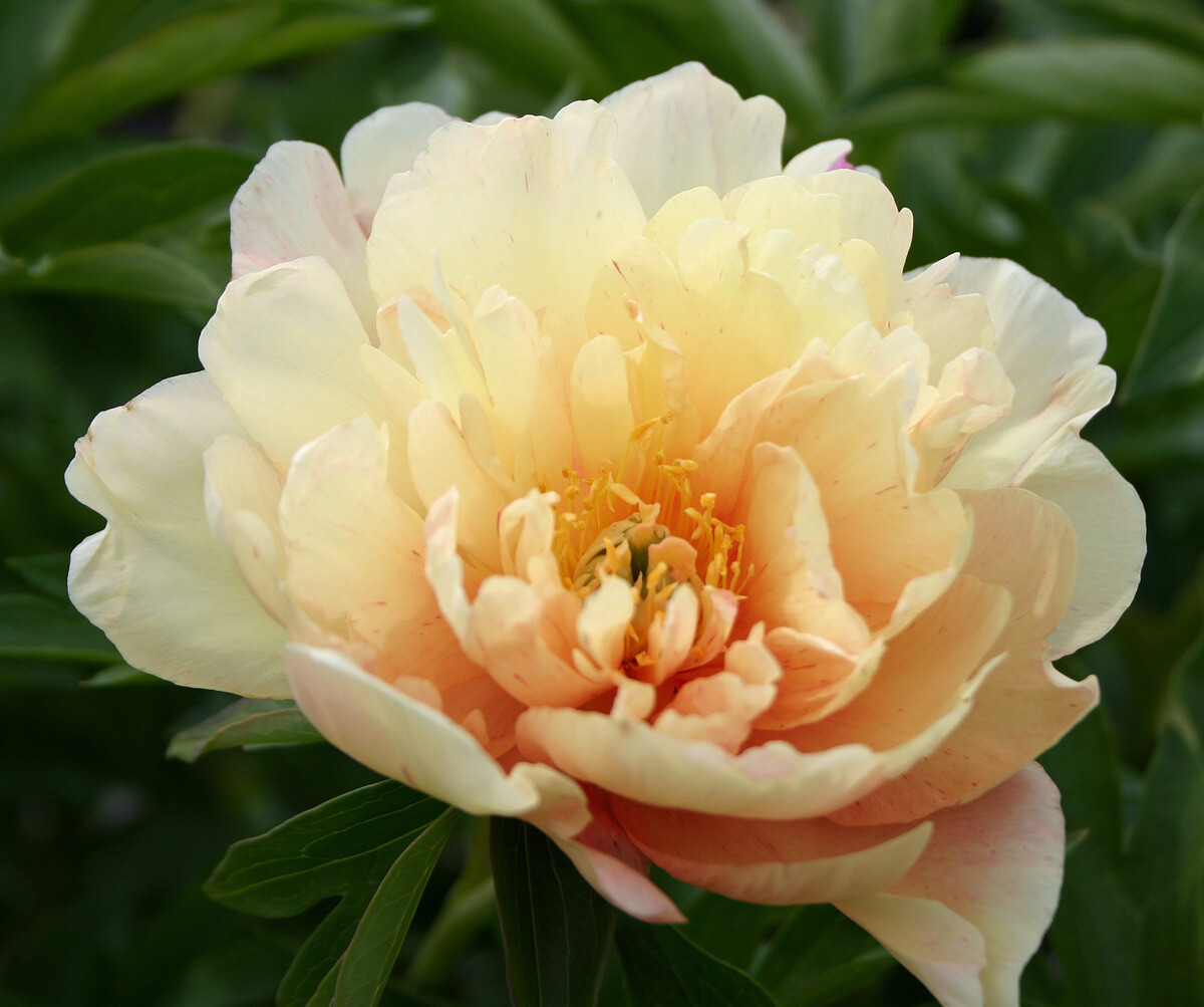 Peonija ITOH Singing in the Rain kailsaknis 1 gab