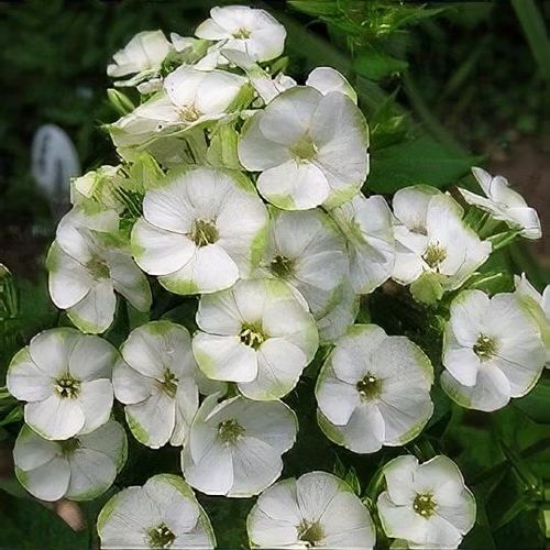 Skarainais Floksis Jade kailsaknis 1 gab