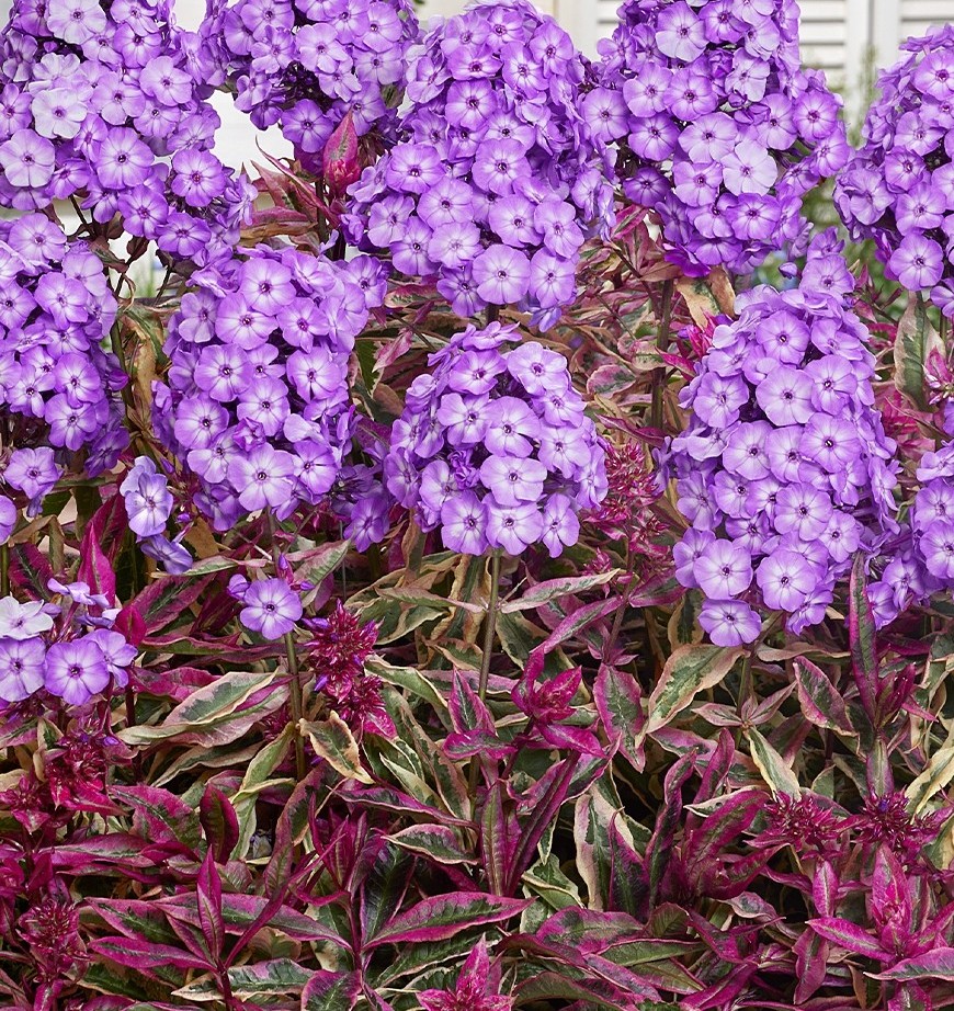 Skarainais Floksis Olympus kailsaknis 1 gab