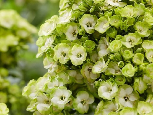 Skarainais Floksis Orchid Green kailsaknis 1 gab