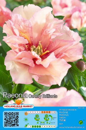 Peonija ITOH Canary Brilliant 1 gab