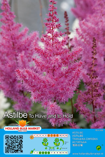 Ķīnas Astilbe To Have and to Hold 1 gab