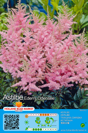 Ārendsa Astilbe Eden´s Odysee 1 gab