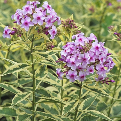 Floksis Nora Leigh 1 gab