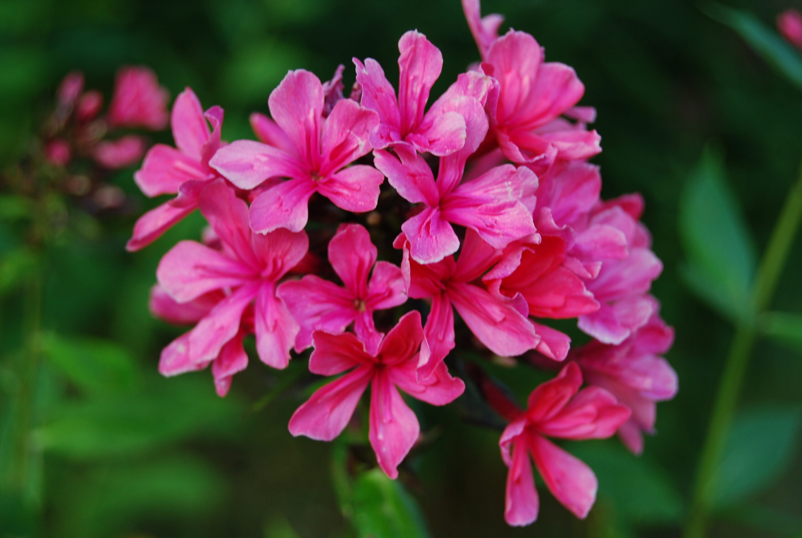 Skarainais Floksis Cleopatra kailsaknis 1 gab