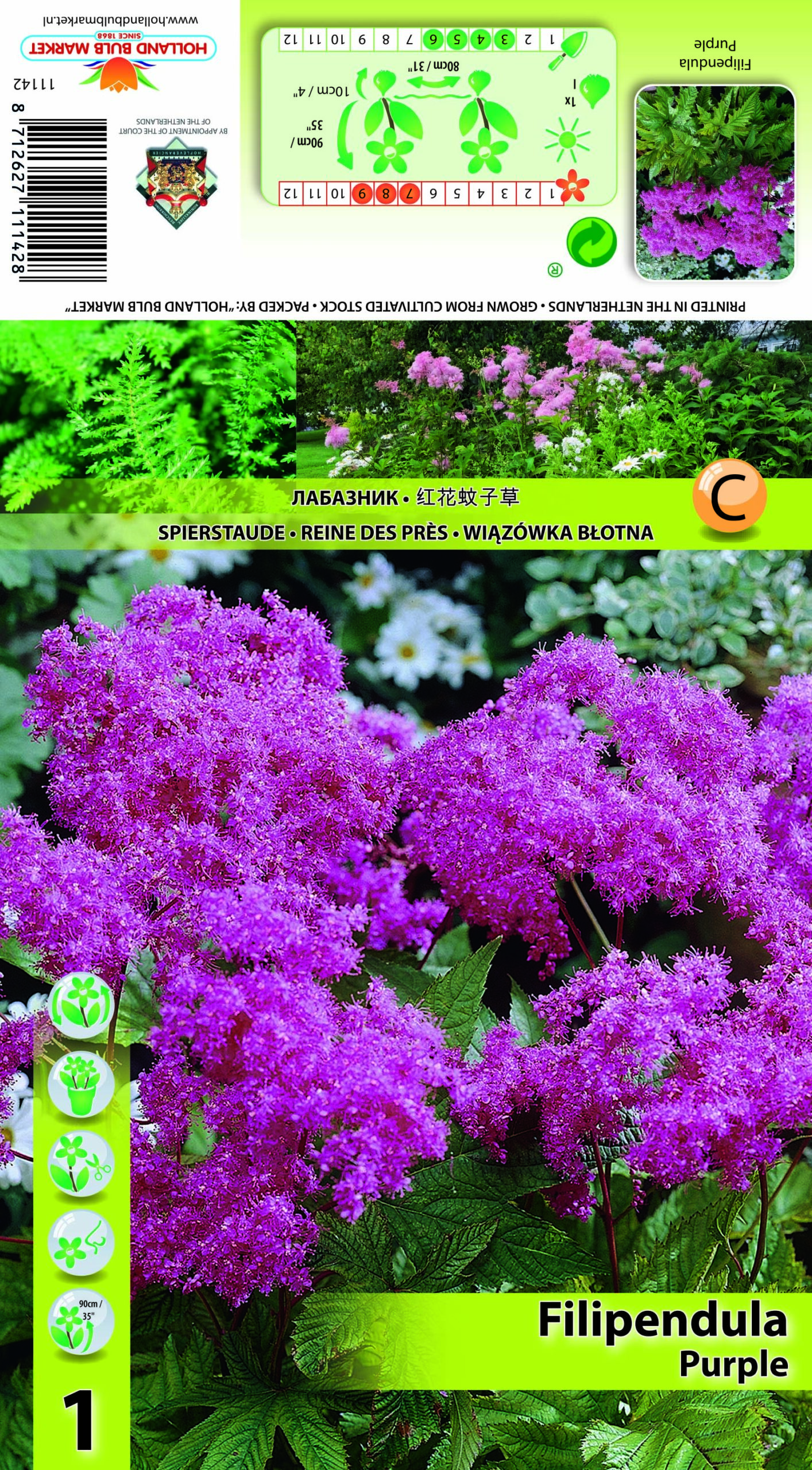 Vīgrieze Purple 1 gab