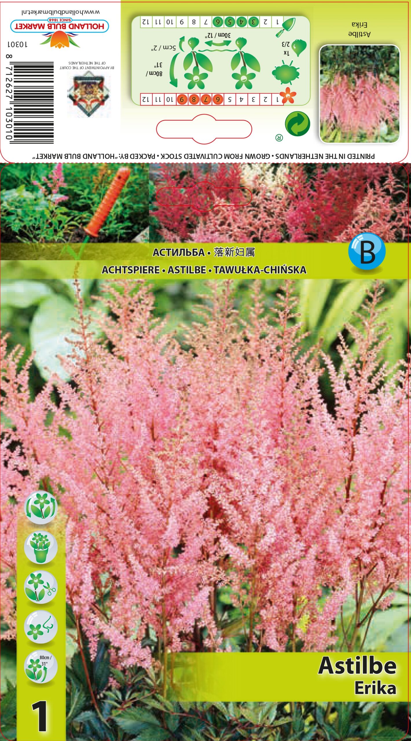 Ārendsa Astilbe Erika 1 gab