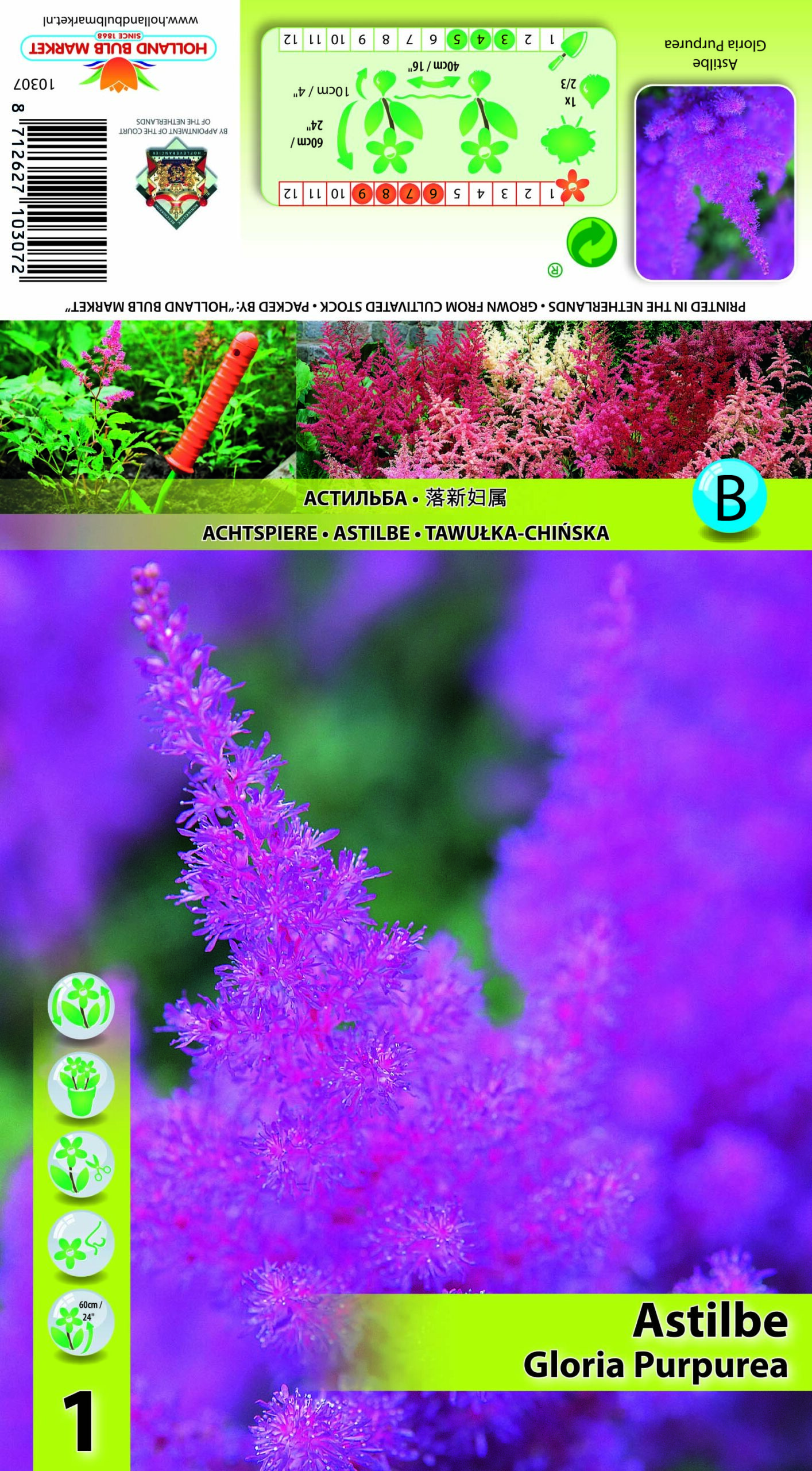 Ārendsa Astilbe Gloria Purpurea 1 gab