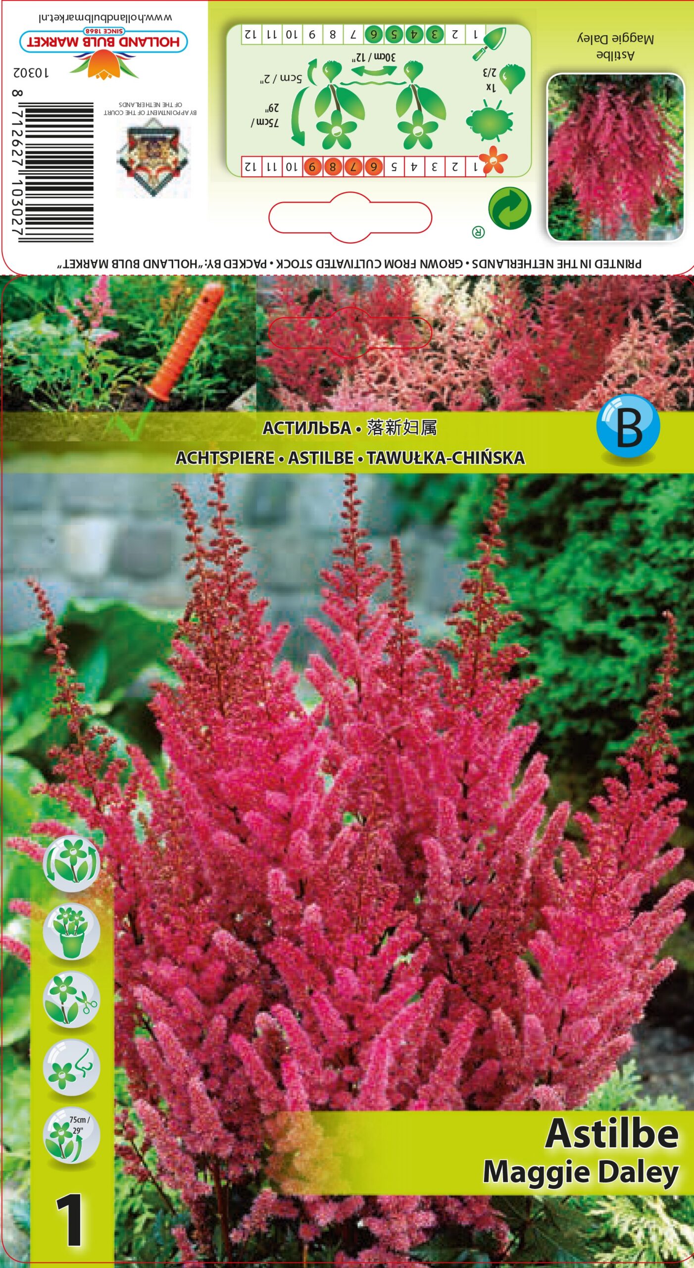 Ķīnas Astilbe Maggie Daley 1 gab