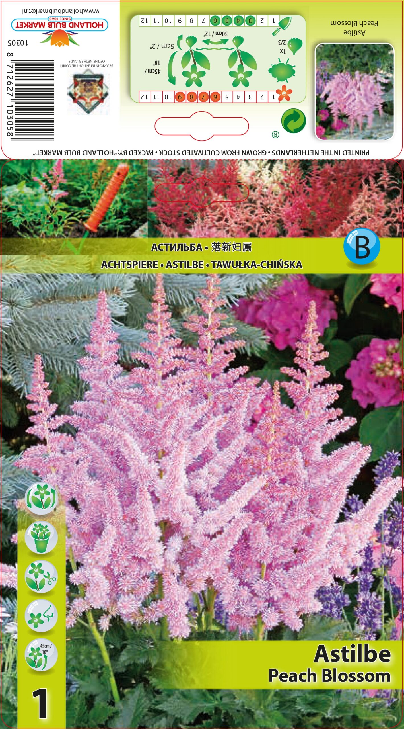 Japāņu Astilbe Peach Blossom 1 gab