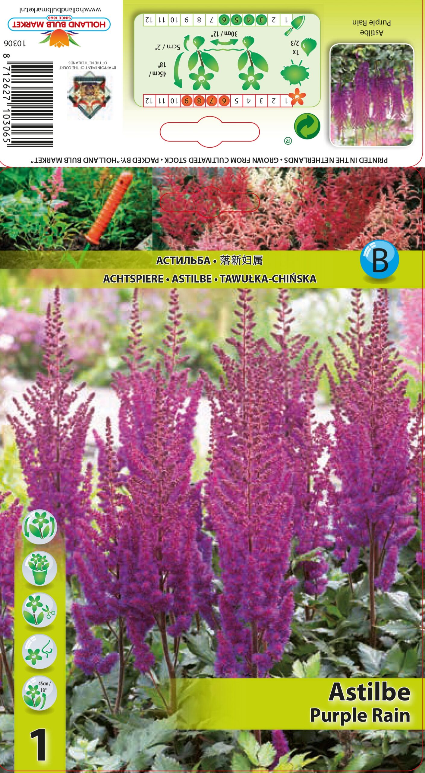 Ķīnas Astilbe Purple Rain 1 gab
