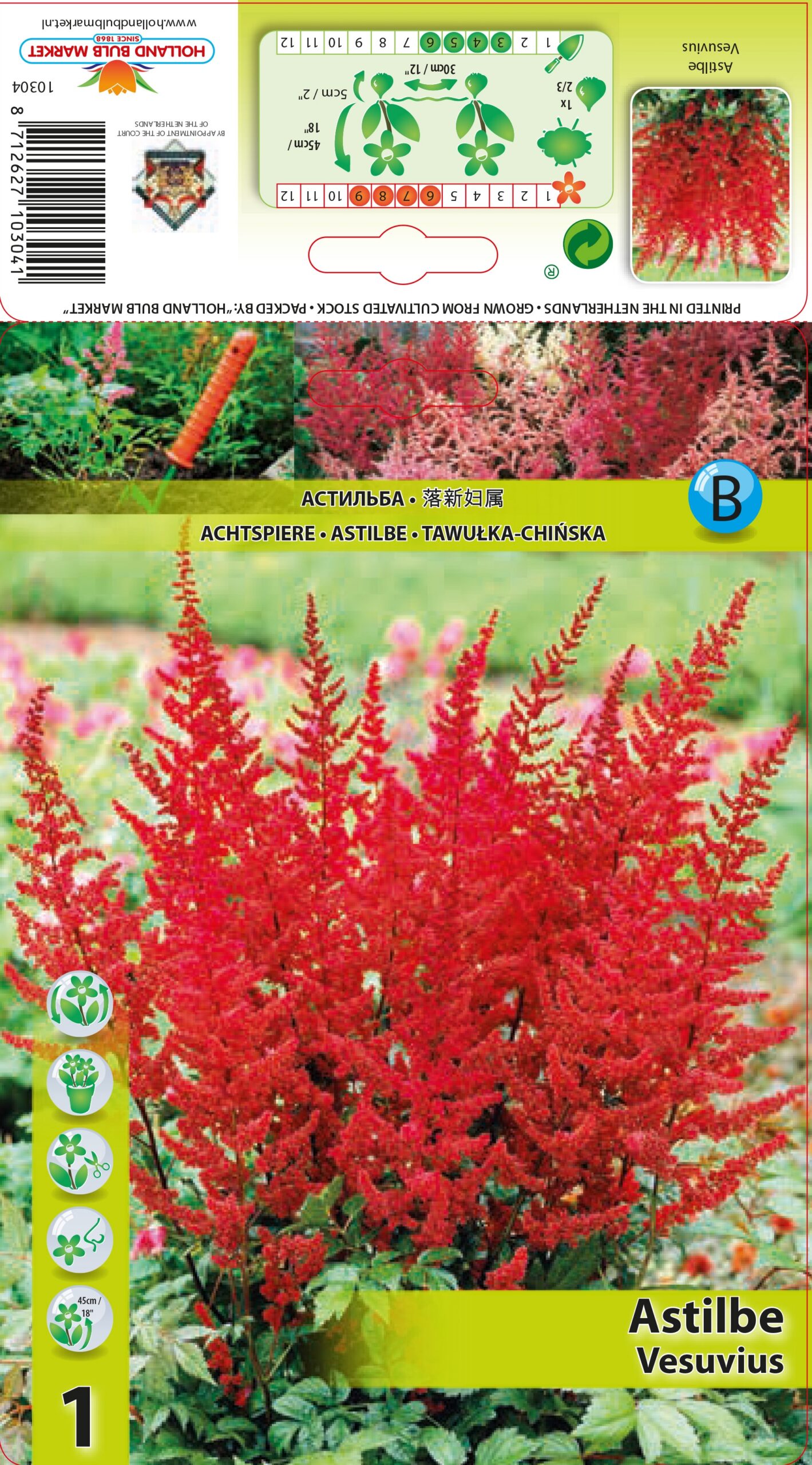 Japāņu Astilbe Vesuvius 1 gab