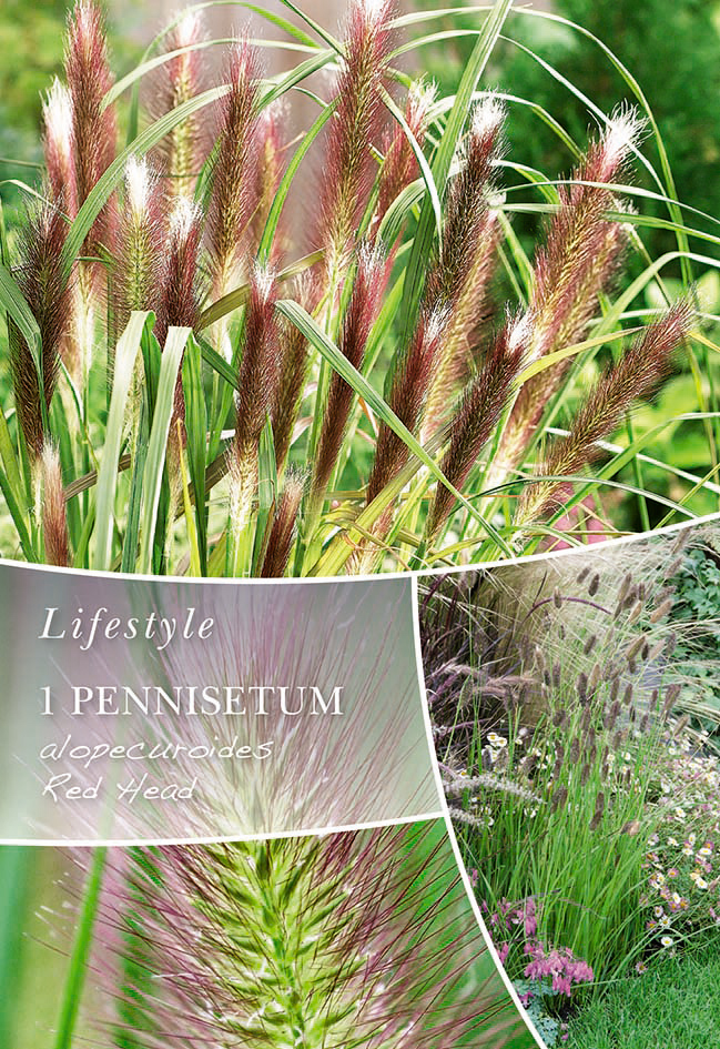 Lapsastu spalvzāle Red Head 1 gab