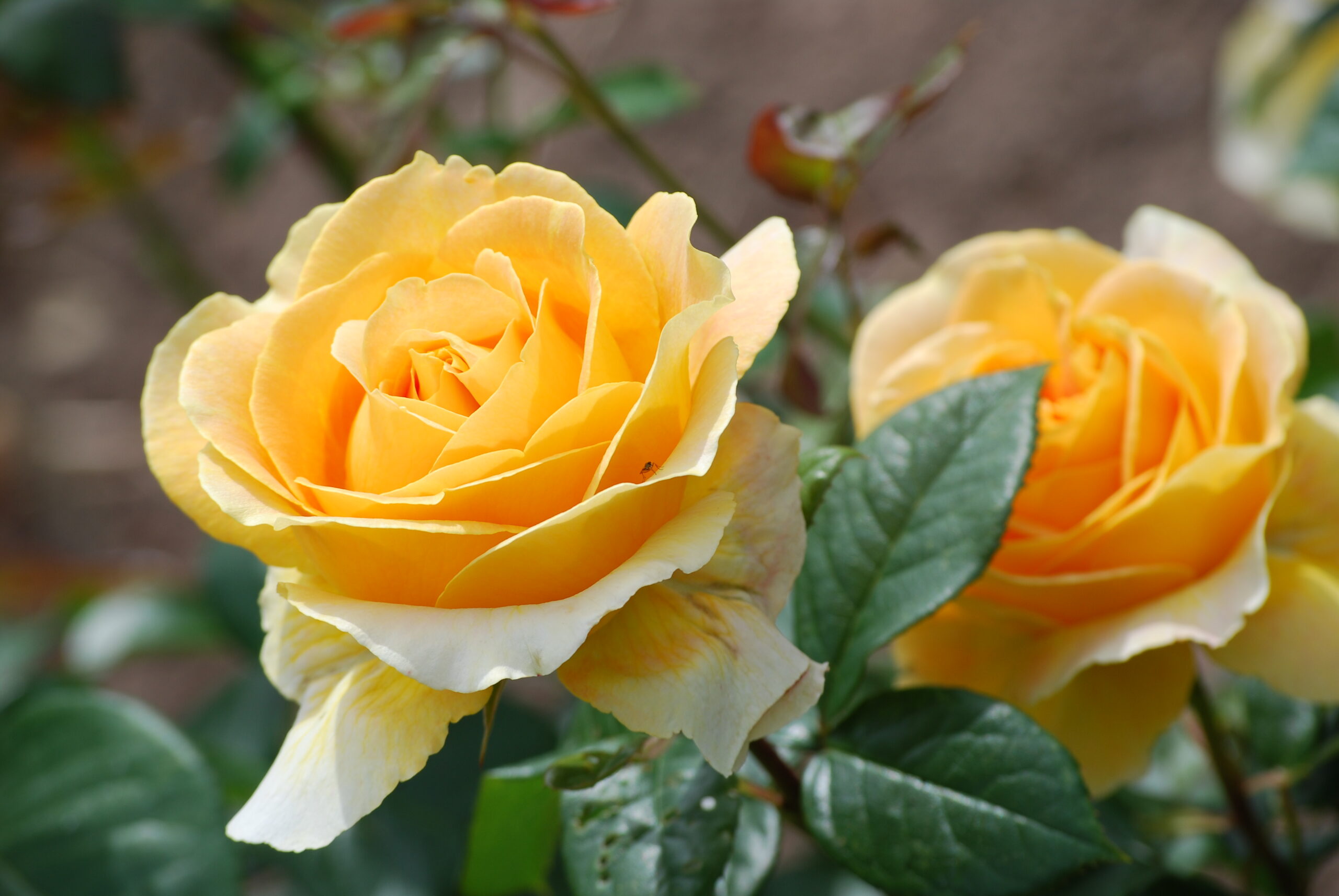 Roze Avec Amour kailsaknis 1 gab.