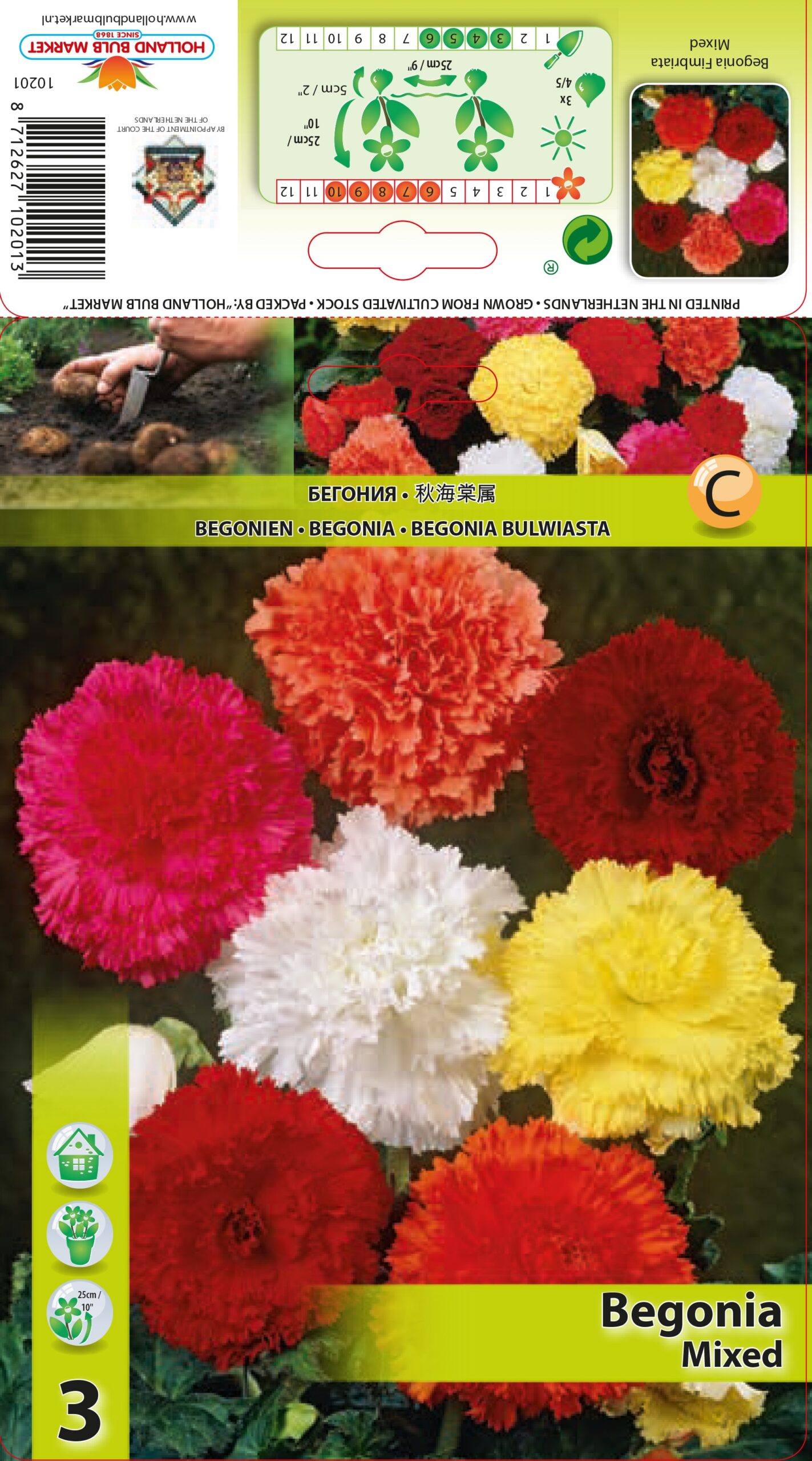 Begonija Fimbriata Mix 3 gab