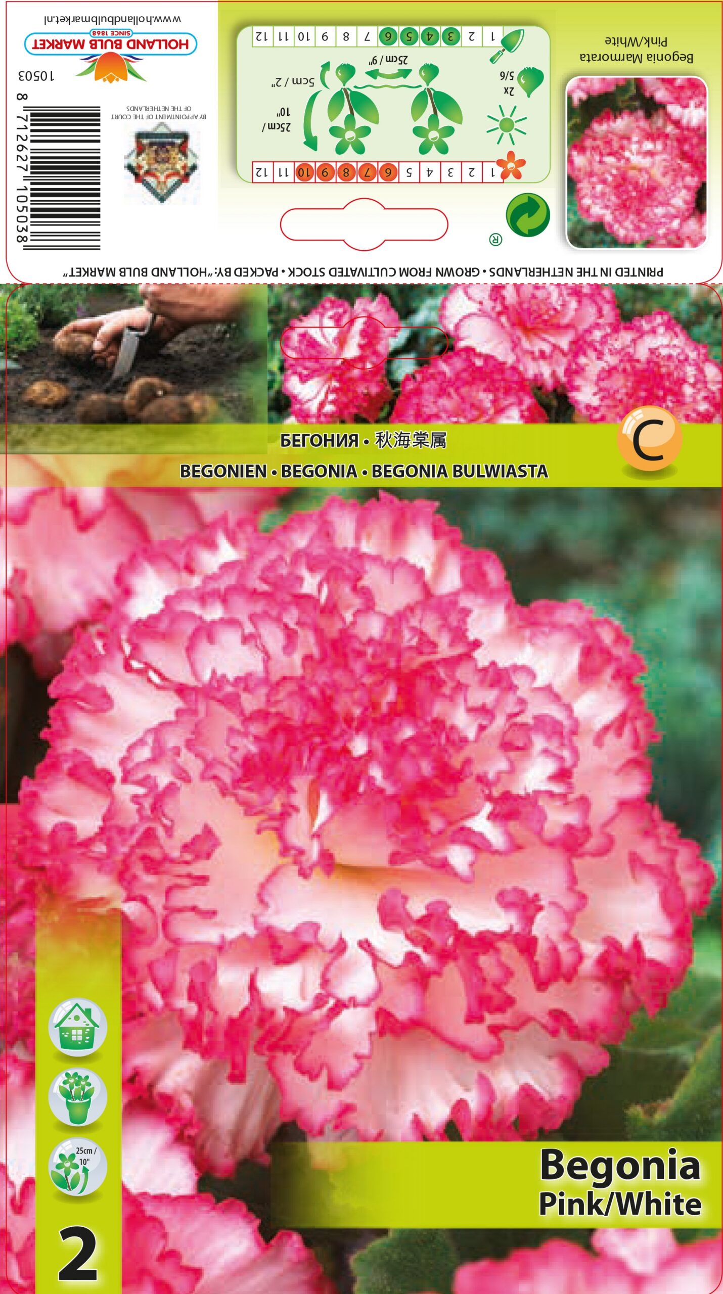 Begonija Marmorata Pink-White 2 gab