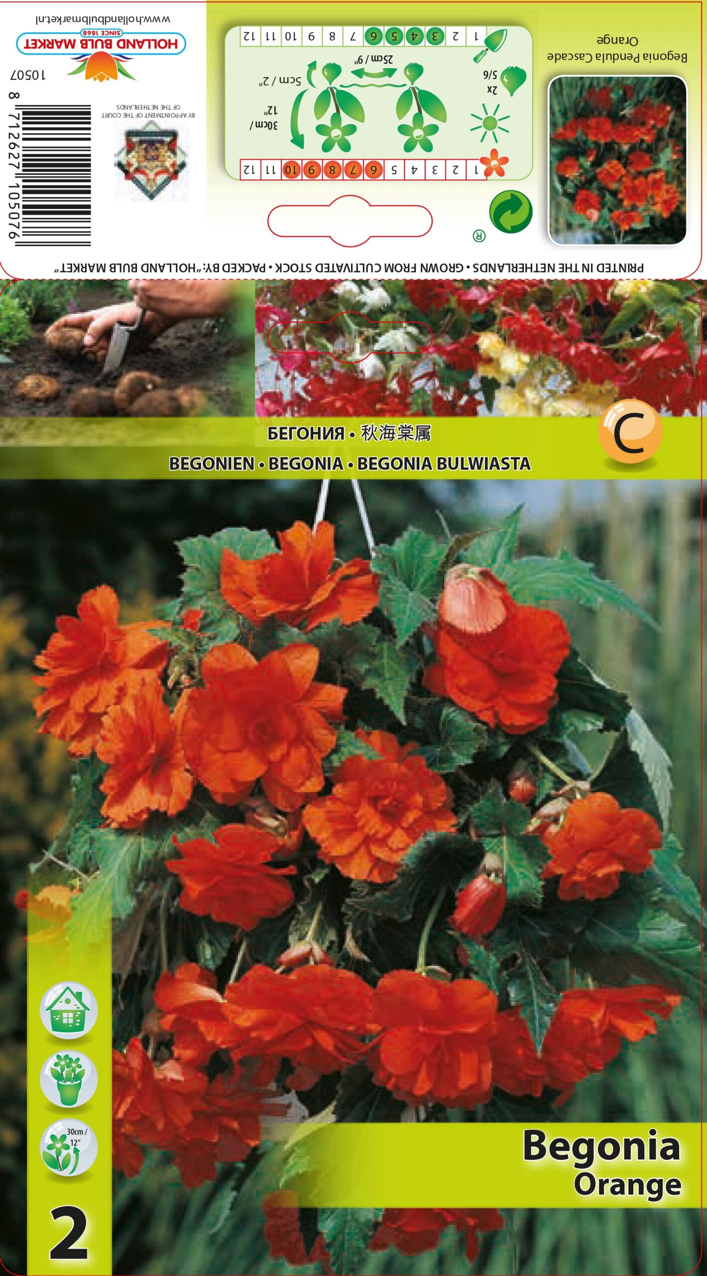 Begonija Pendula Orange 2 gab