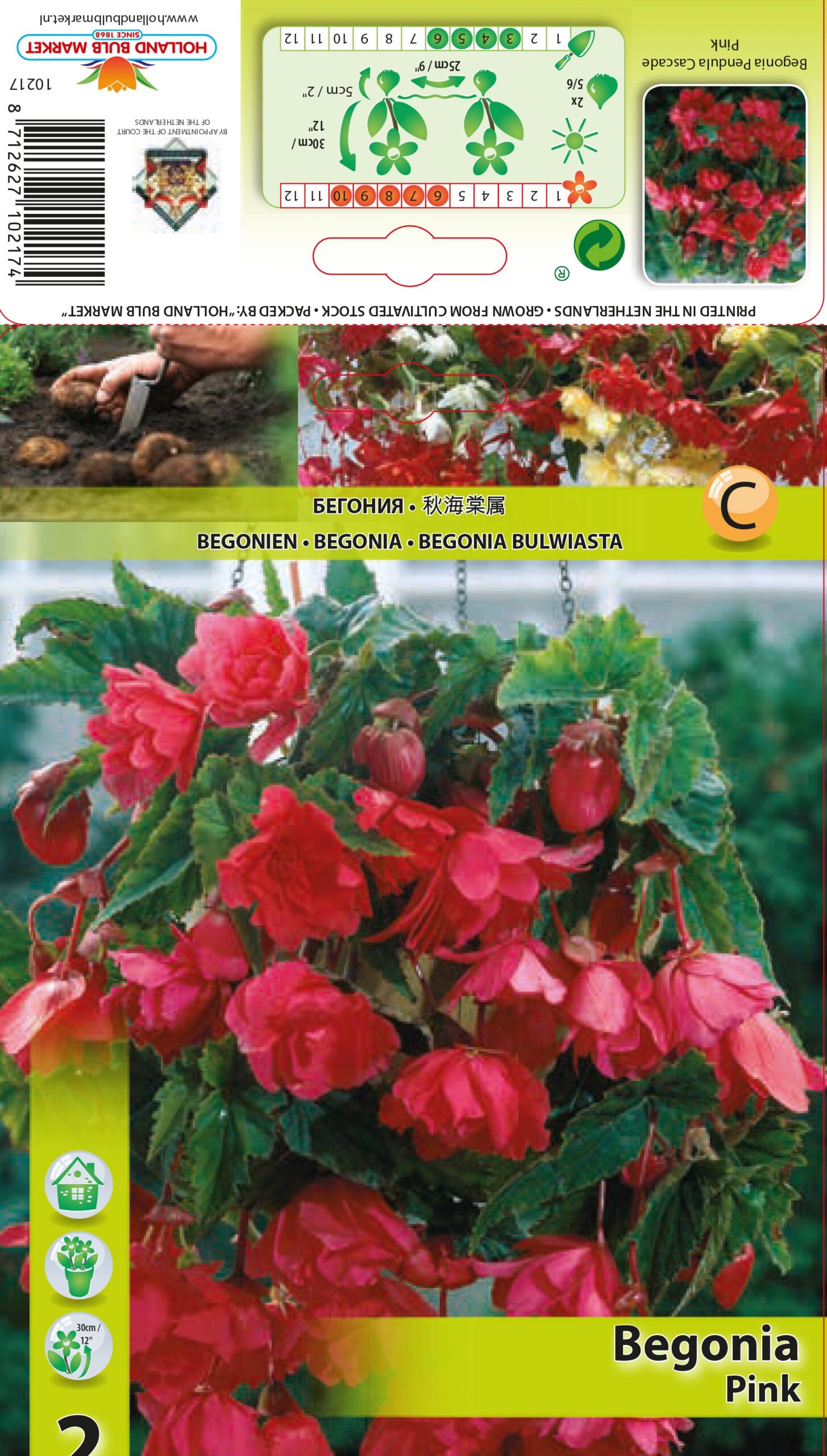 Begonija Pendula Pink 2 gab