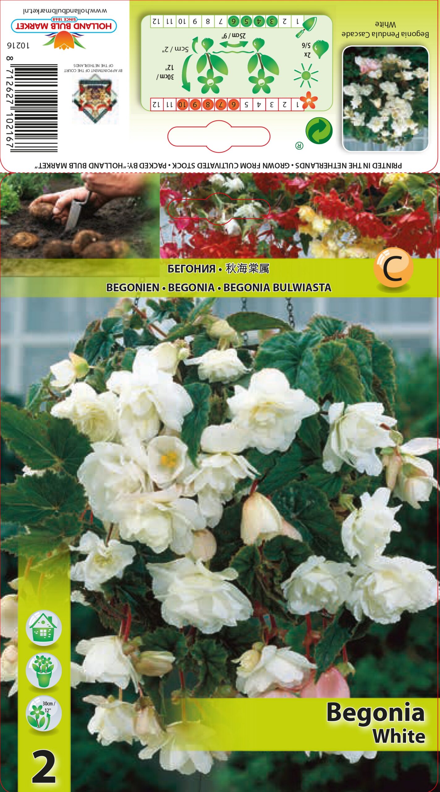 Begonija Pendula White 2 gab