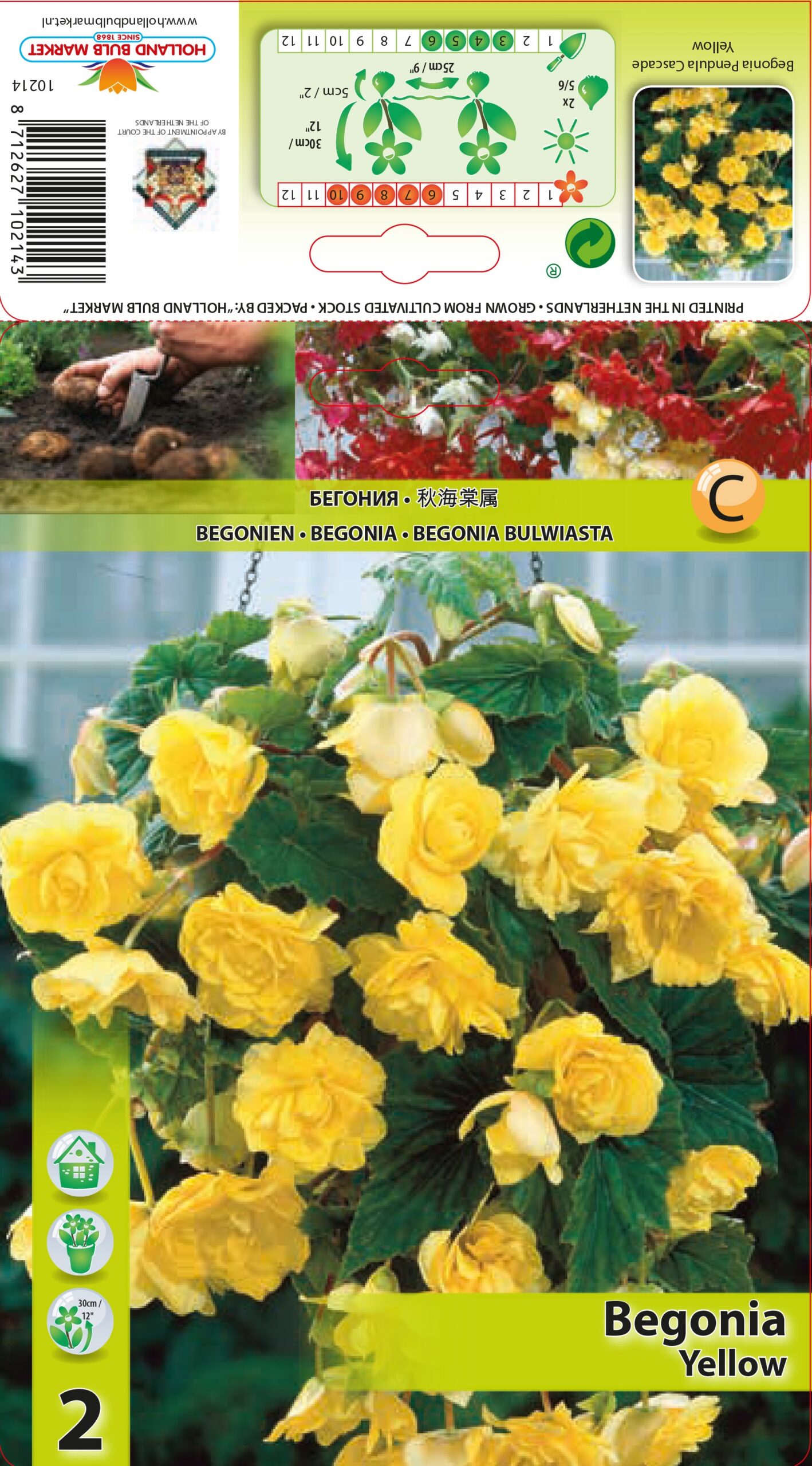 Begonija Pendula Yellow 2 gab