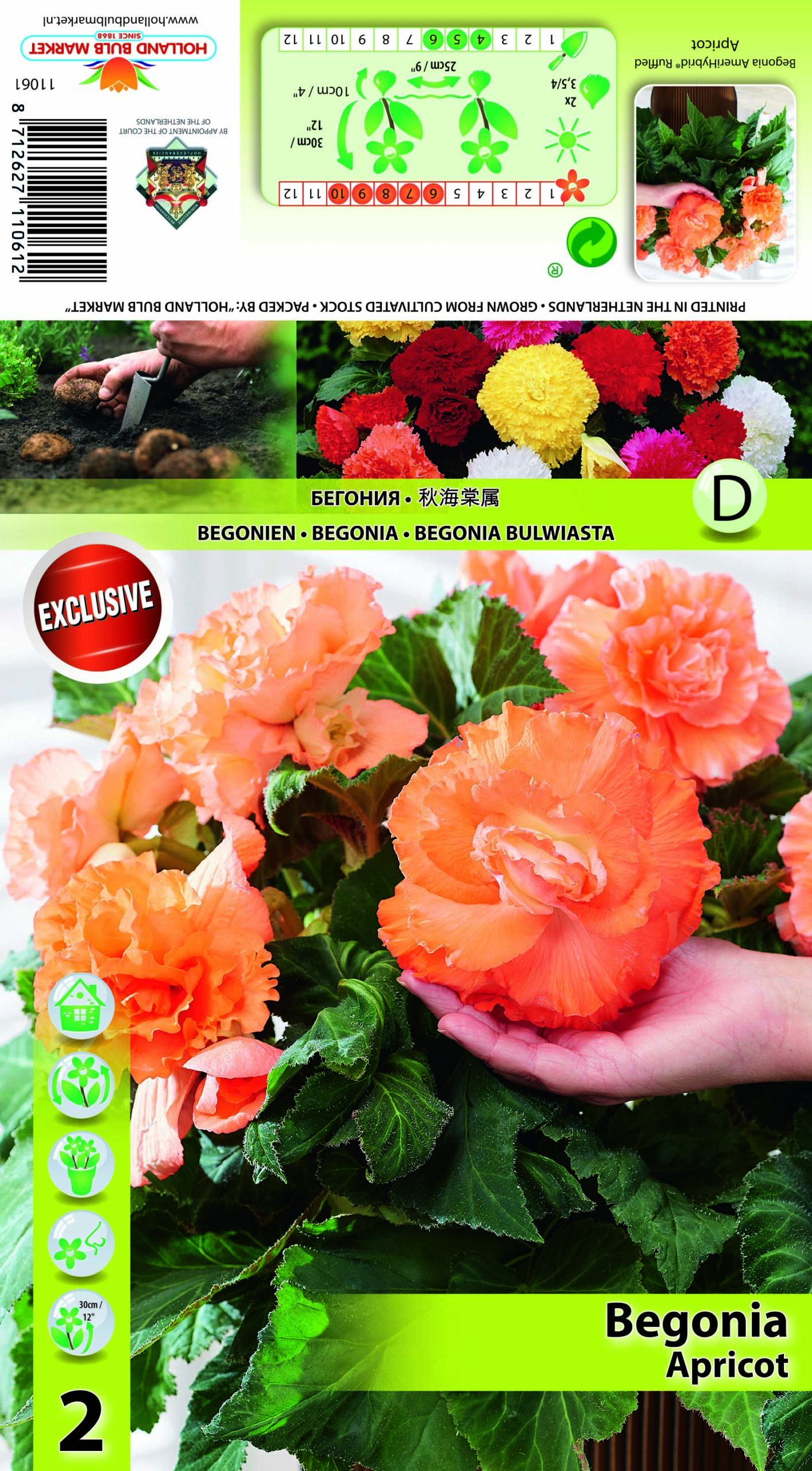 Begonija Ruffled Apricot 2 gab.