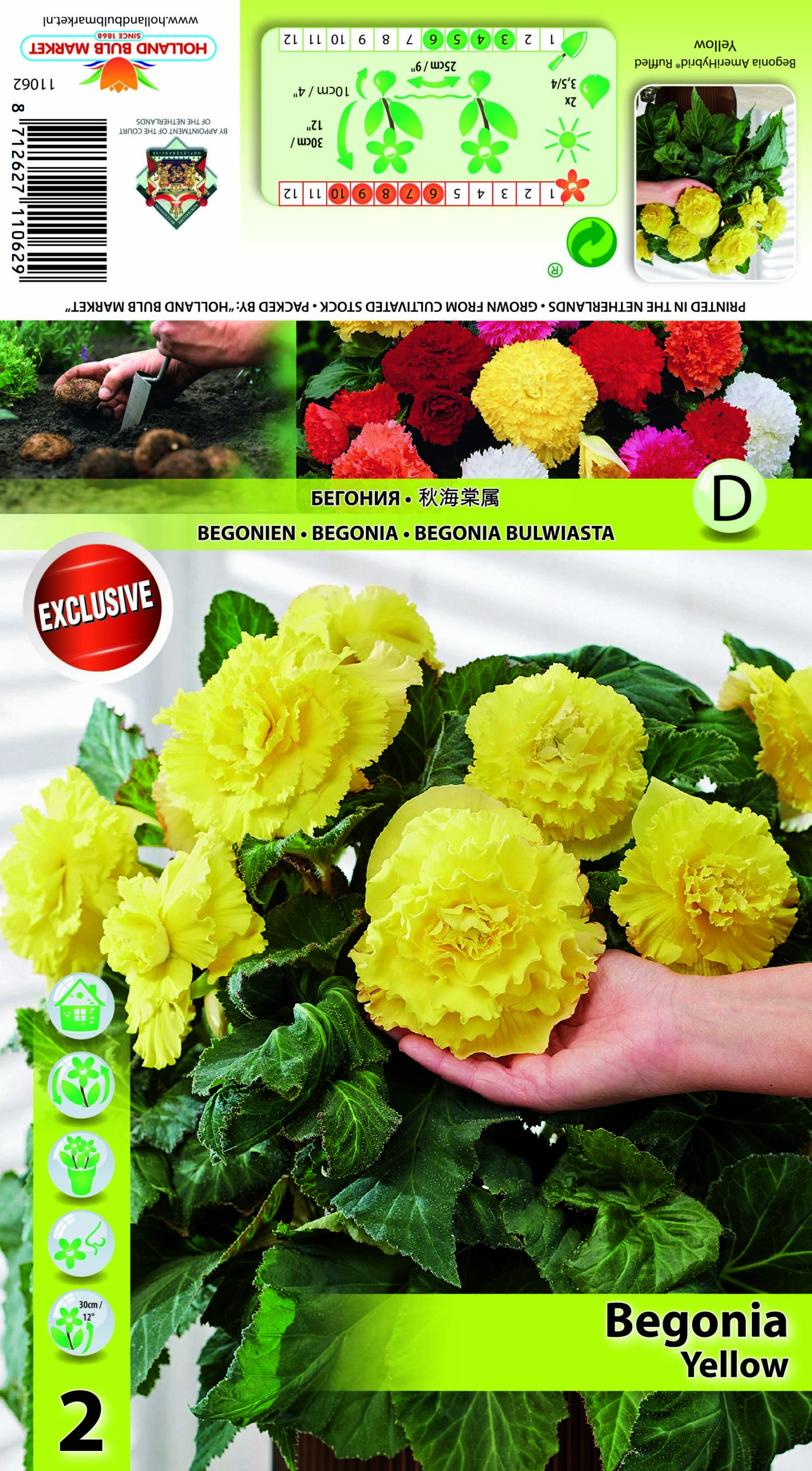 Begonija Ruffled Yellow 2 gab.