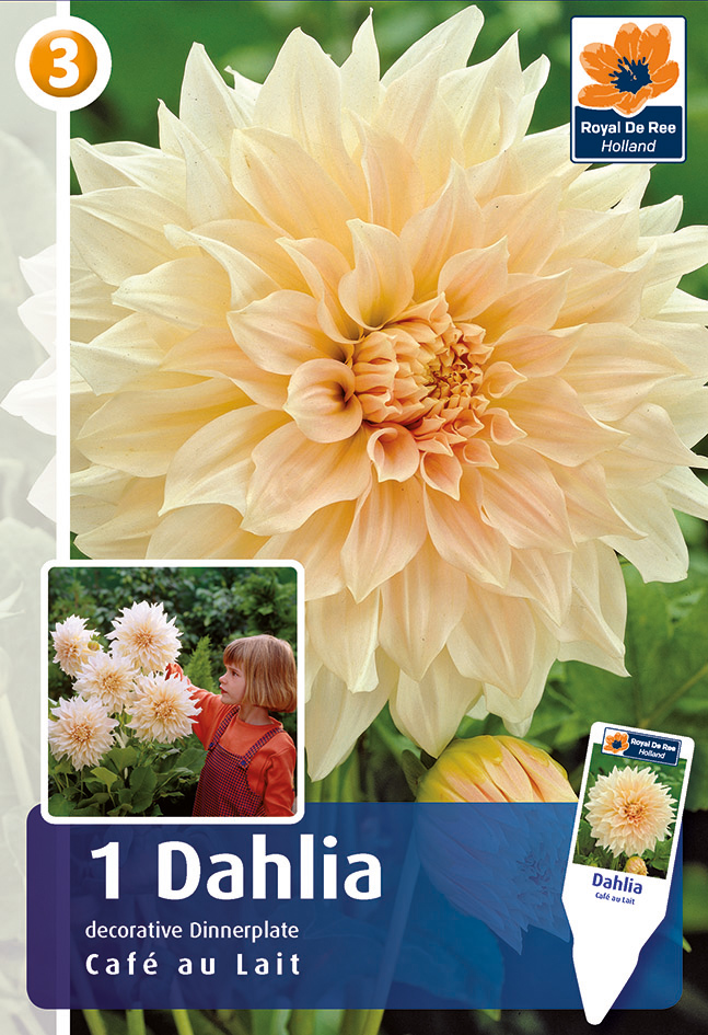 Dālija Cafe au Lait 1 gab