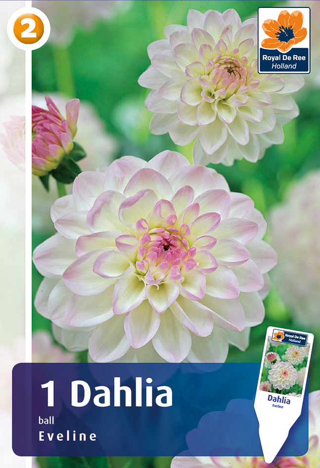 Dālija Eveline 1 gab