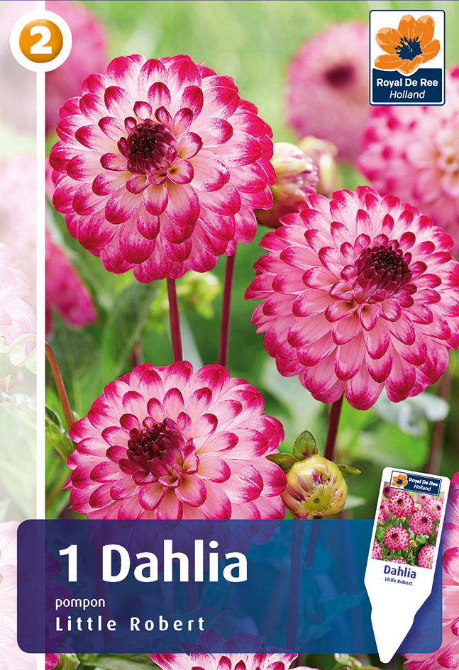 Dālija Little Robert 1 gab