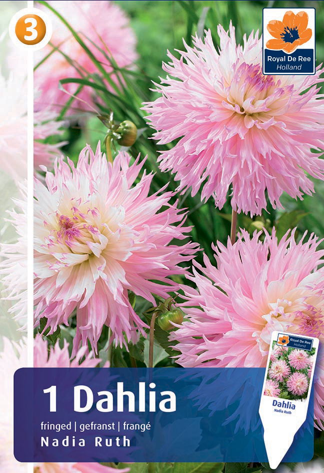 Dālija Nadia Ruth 1 gab