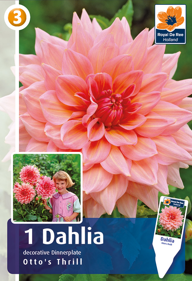 Dālija Otto`s Thrill 1 gab