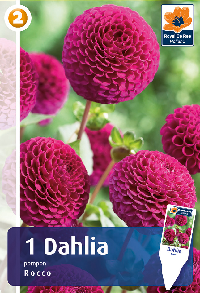 Dālija Rocco 1 gab