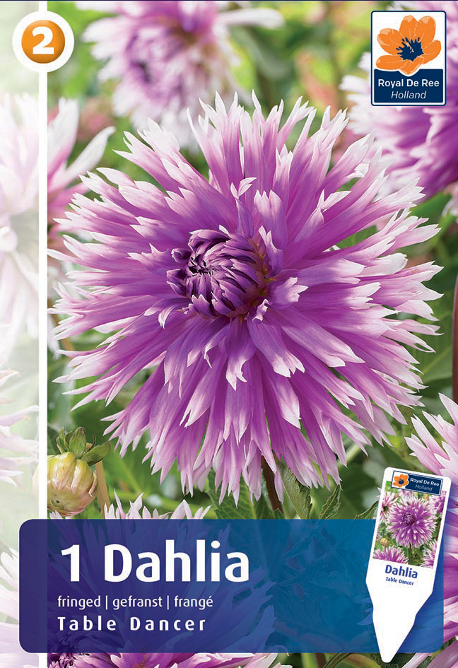 Dālija Table Dancer 1 gab