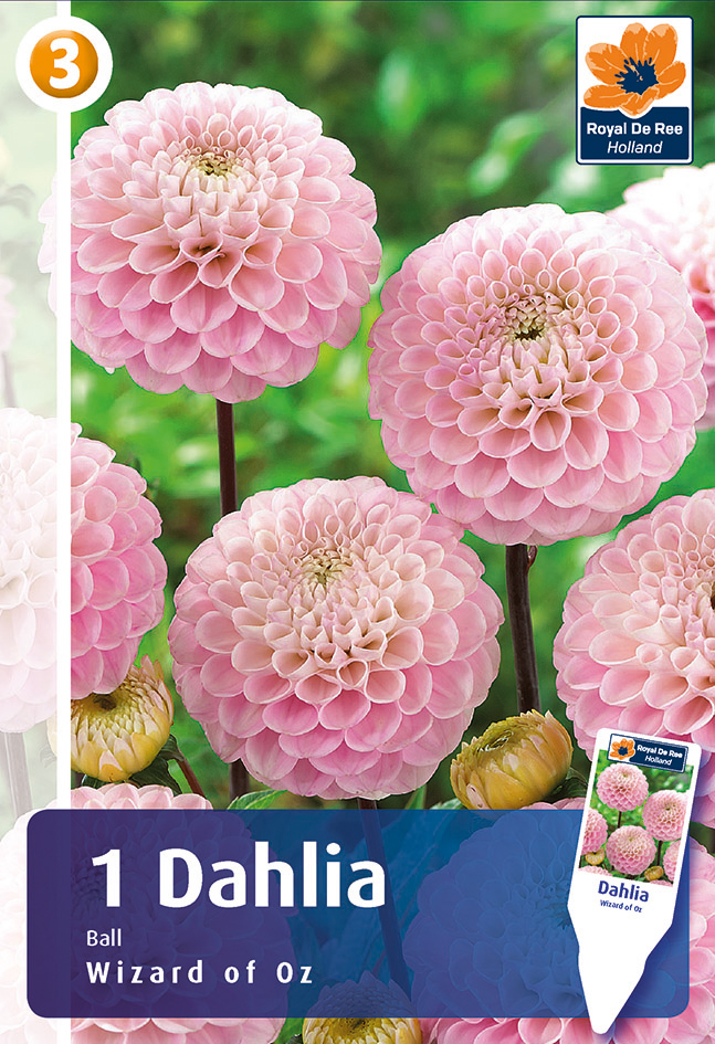 Dālija Wizard of Oz 1 gab